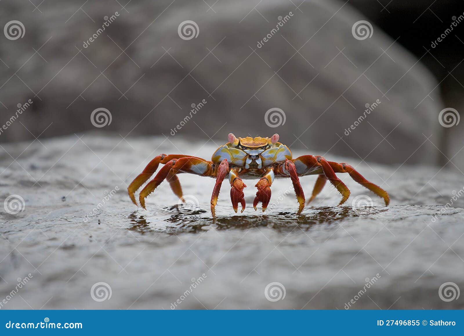 galapagos islands crab