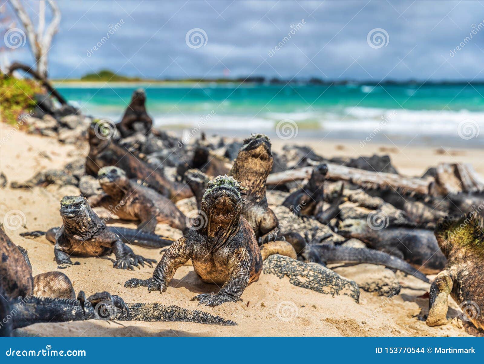 Galapagos Islands Wildlife Endemic Animals of Isabela Island in Puerto  Villamil Stock Photo - Image of beach, group: 153770544