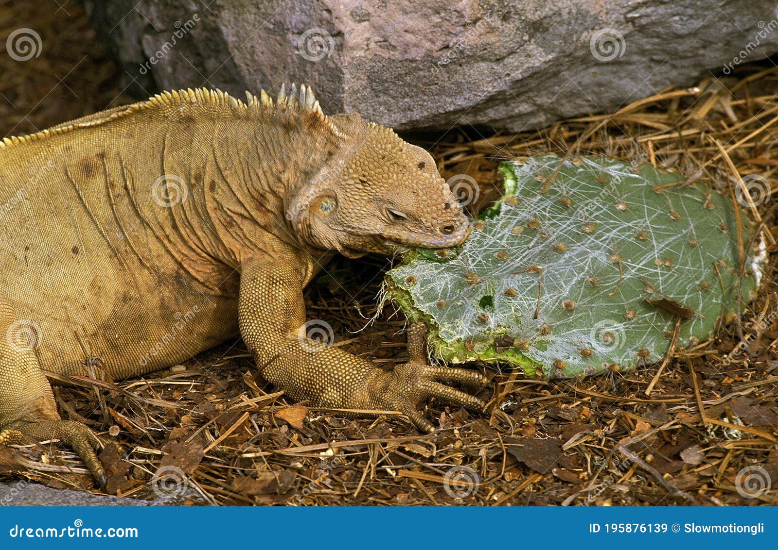 galapagos land iguana, conolophus subcristatus, adult eating prickly pear cactus, galapagos islands