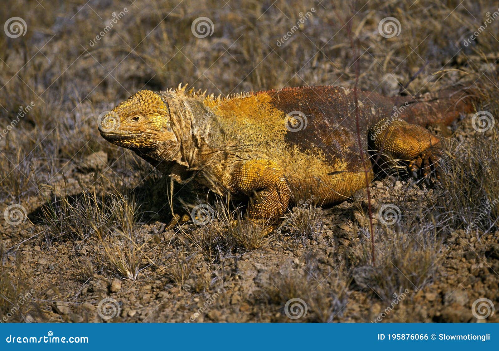 galapagos land iguana, conolophus subcristatus, adult, galapagos islands