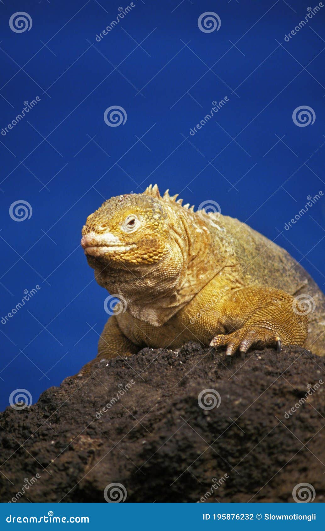 galapagos land iguana, conolophus subcristatus, adult standing on rocks, galapagos islands