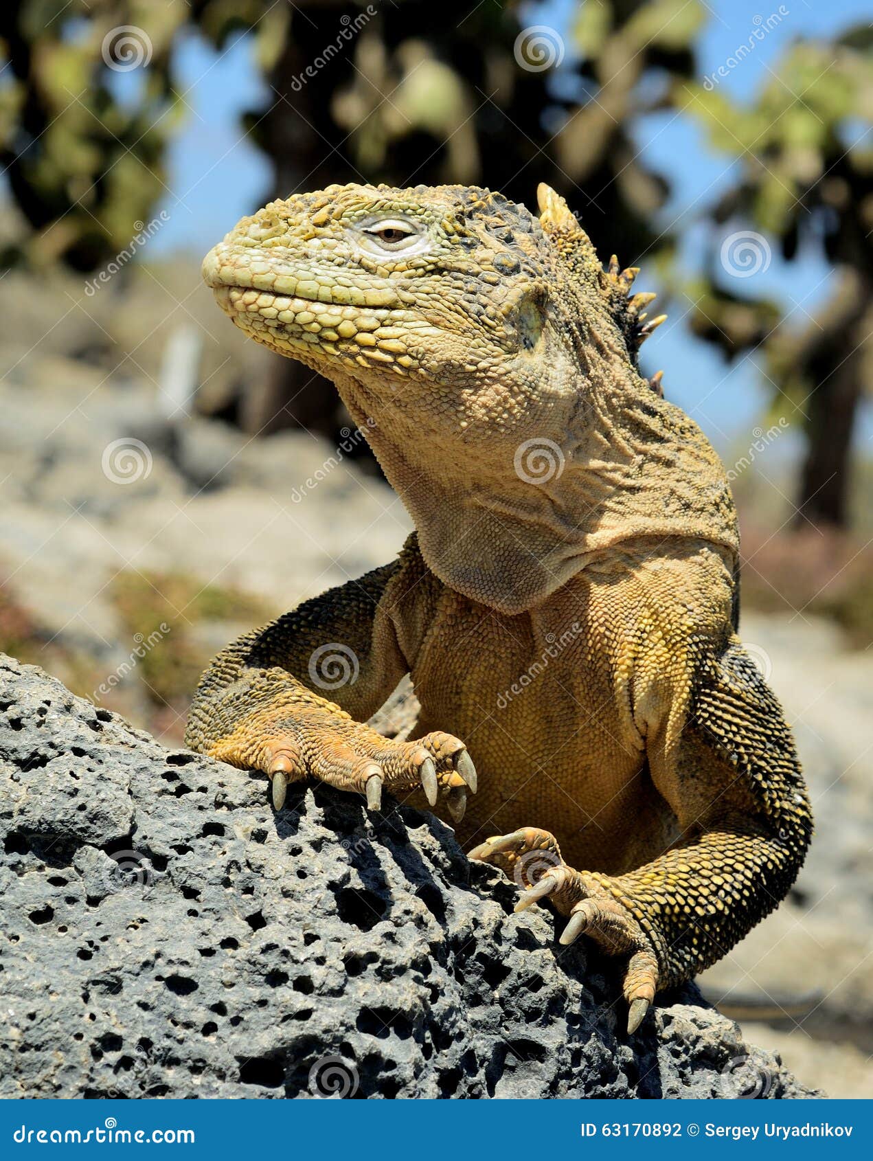 galapagos land iguana ( conolophus subcristatus ),