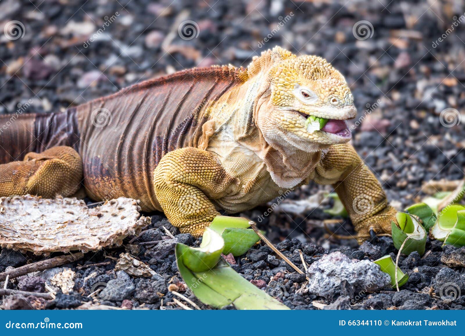 galapagos land iguana eating