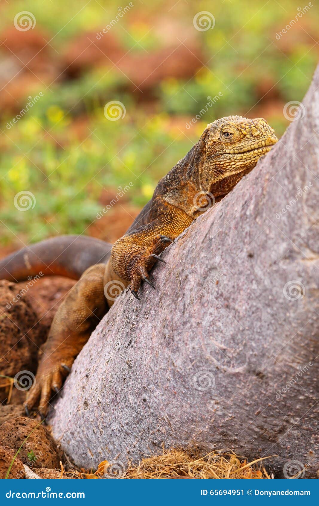 galapagos land iguana lying on a tree trunk on north seymour isl