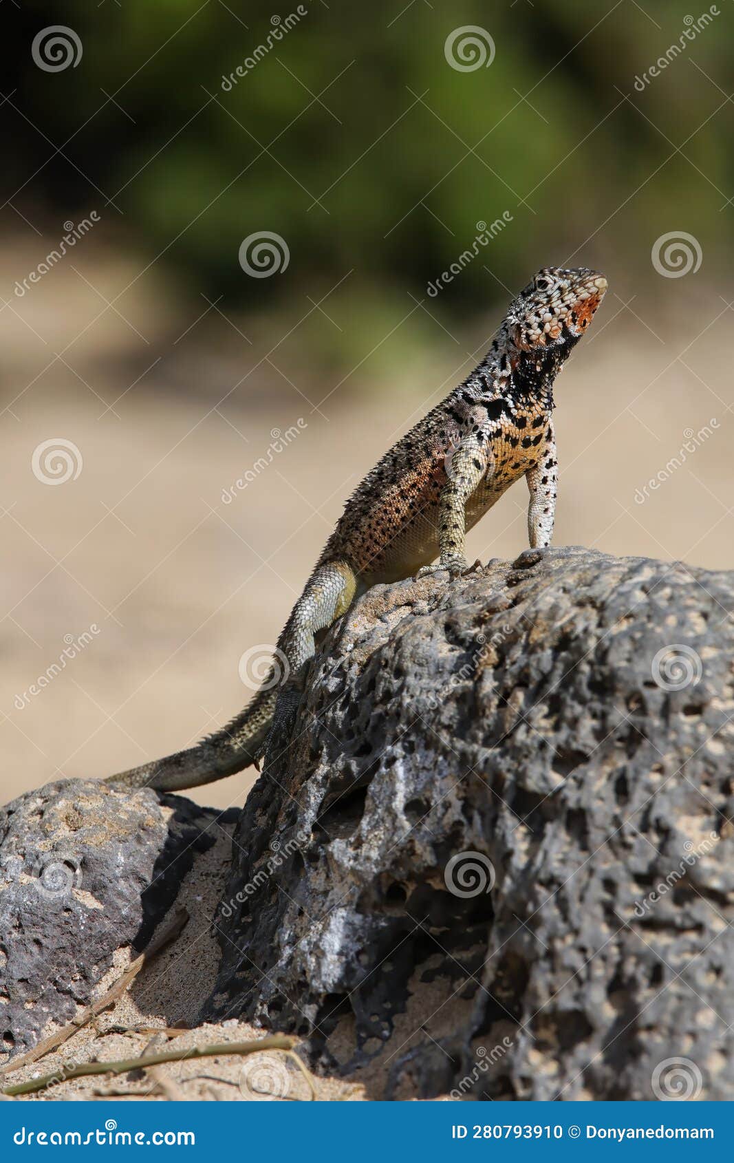 Galapagos Laza Lizard on Santa Fe Island, Galapagos National Park ...