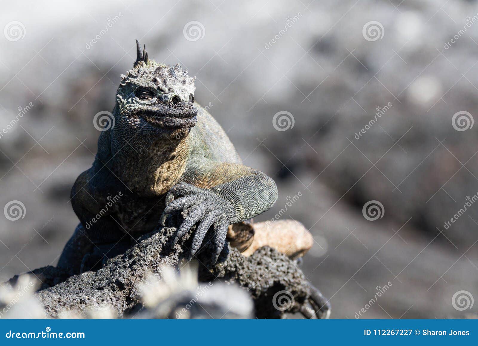 galapagos marine iguana amblyrhynchus cristatus on lava rock, galapagos islands