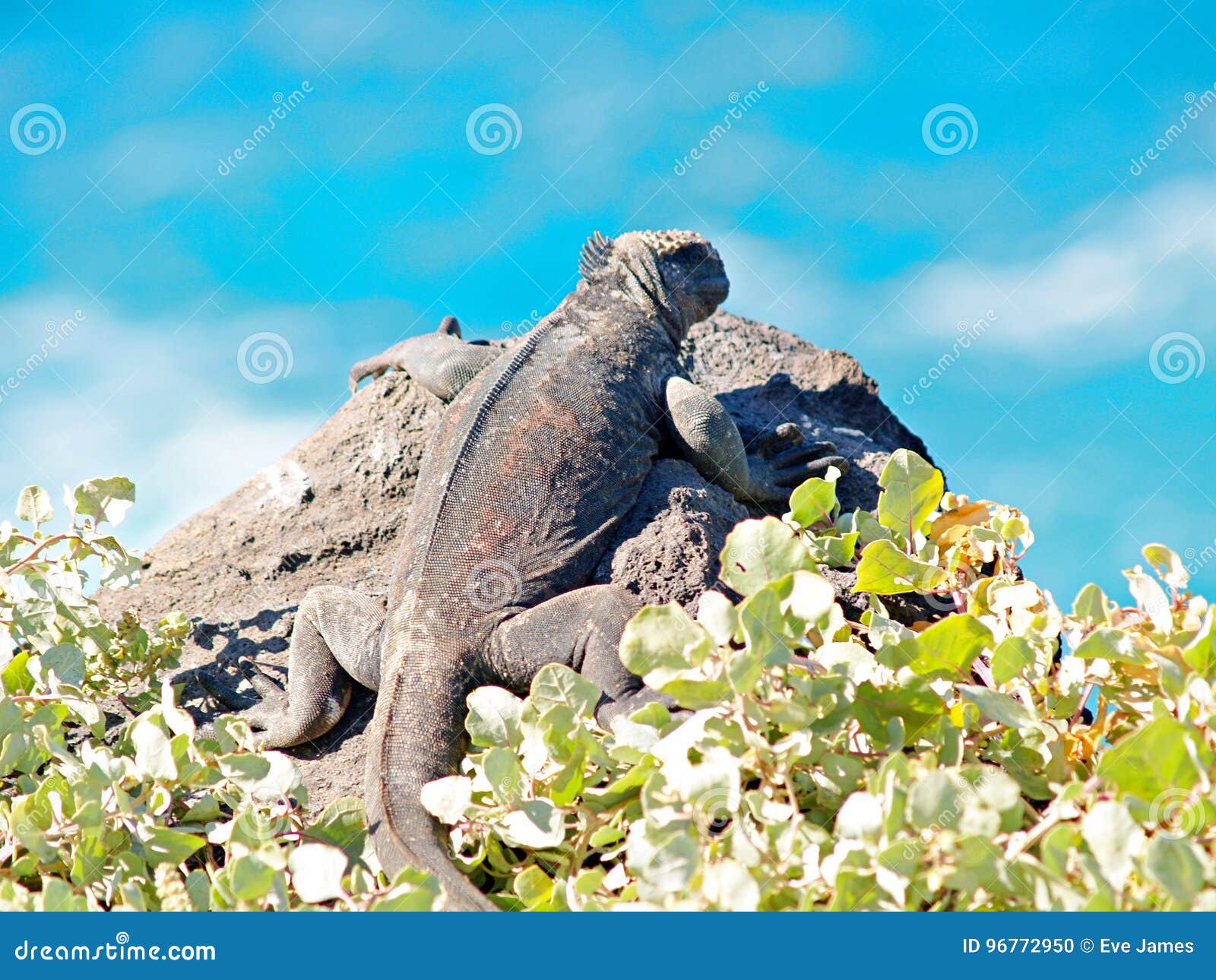 galapagos marine iguana amblyrhynchus cristatus