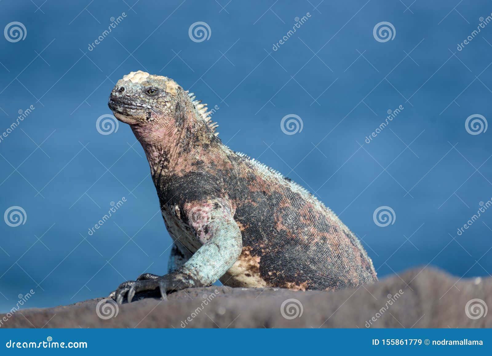 galapagos marine iguana amblyrhynchus cristatus at suarez point, la espanola island, galapagos island, ecuador, south america