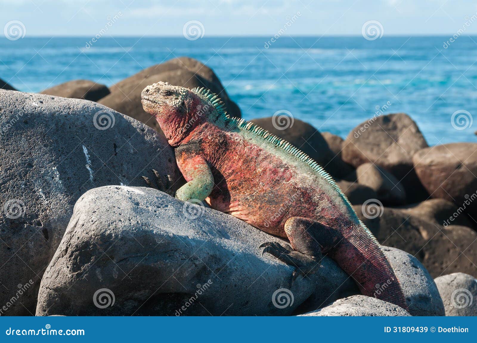 galapagos marine iguana basking in the sun.
