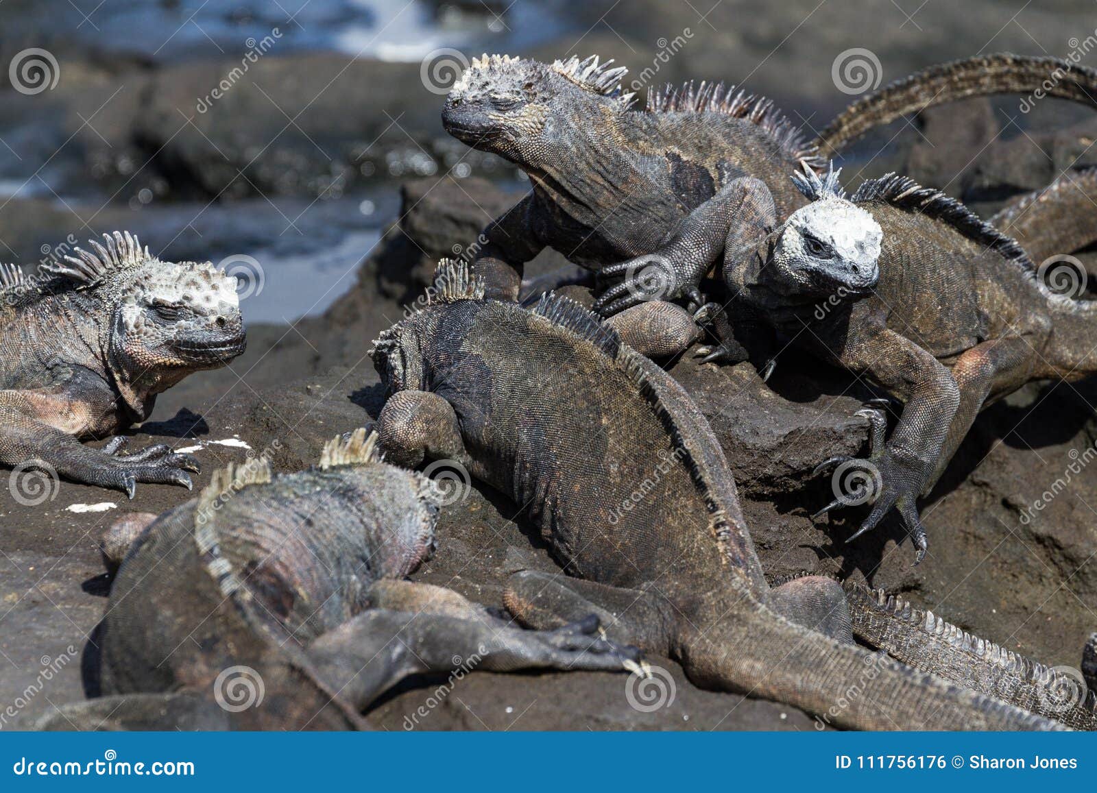 galapagos marine iguanas amblyrhynchus cristatus on lava rock, galapagos islands