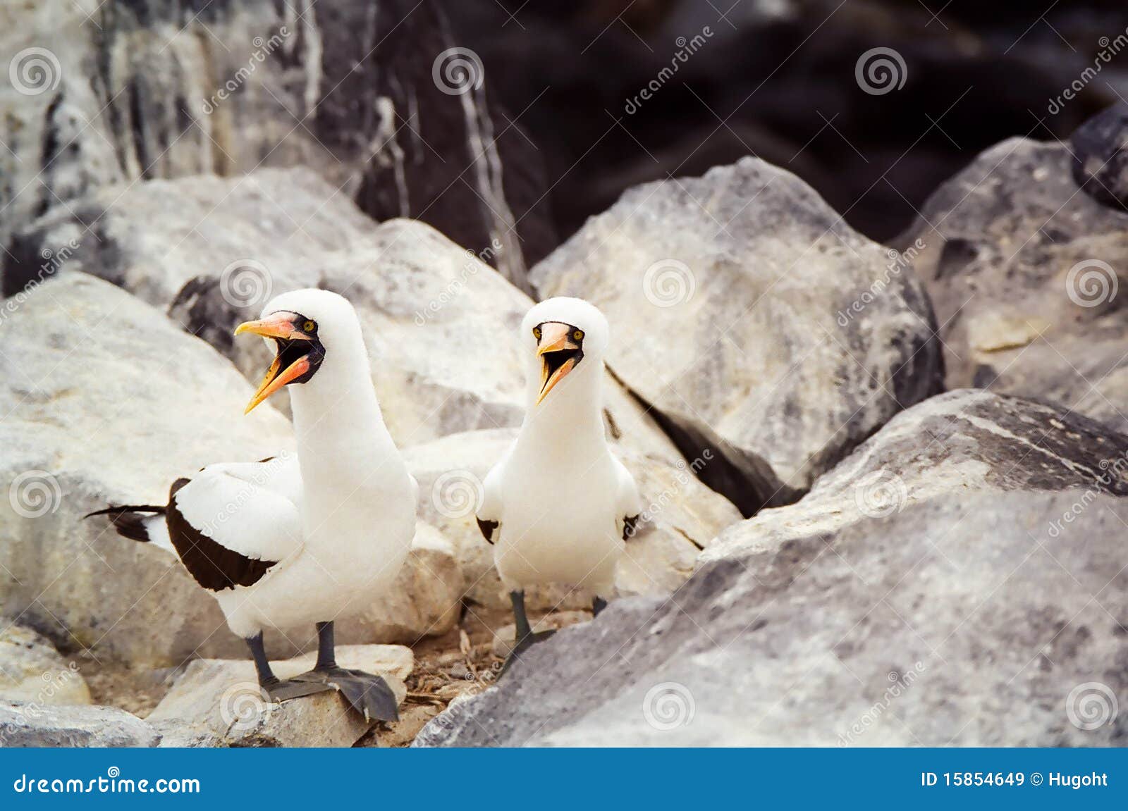 galapagos masked booby