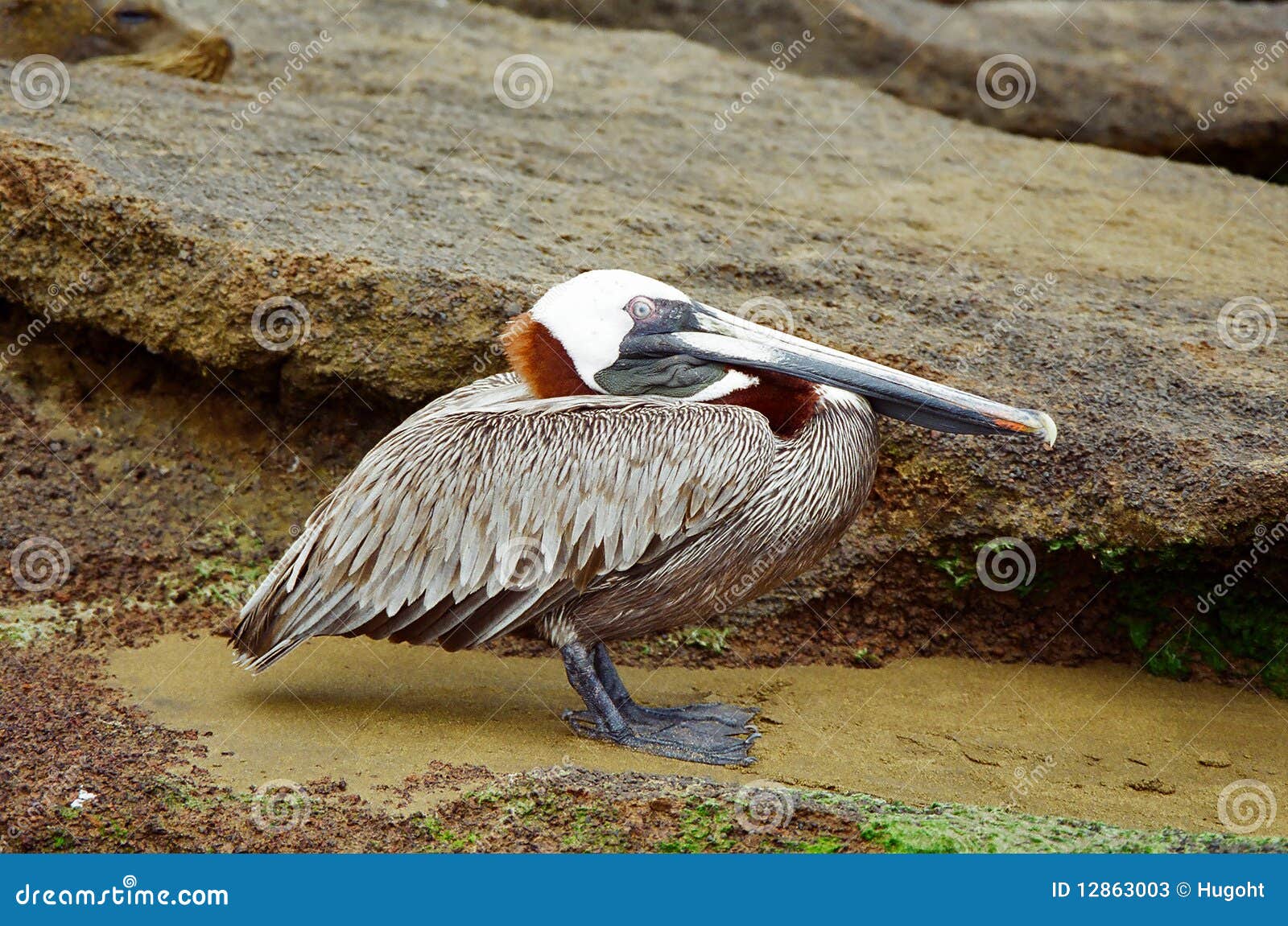 galapagos pelican