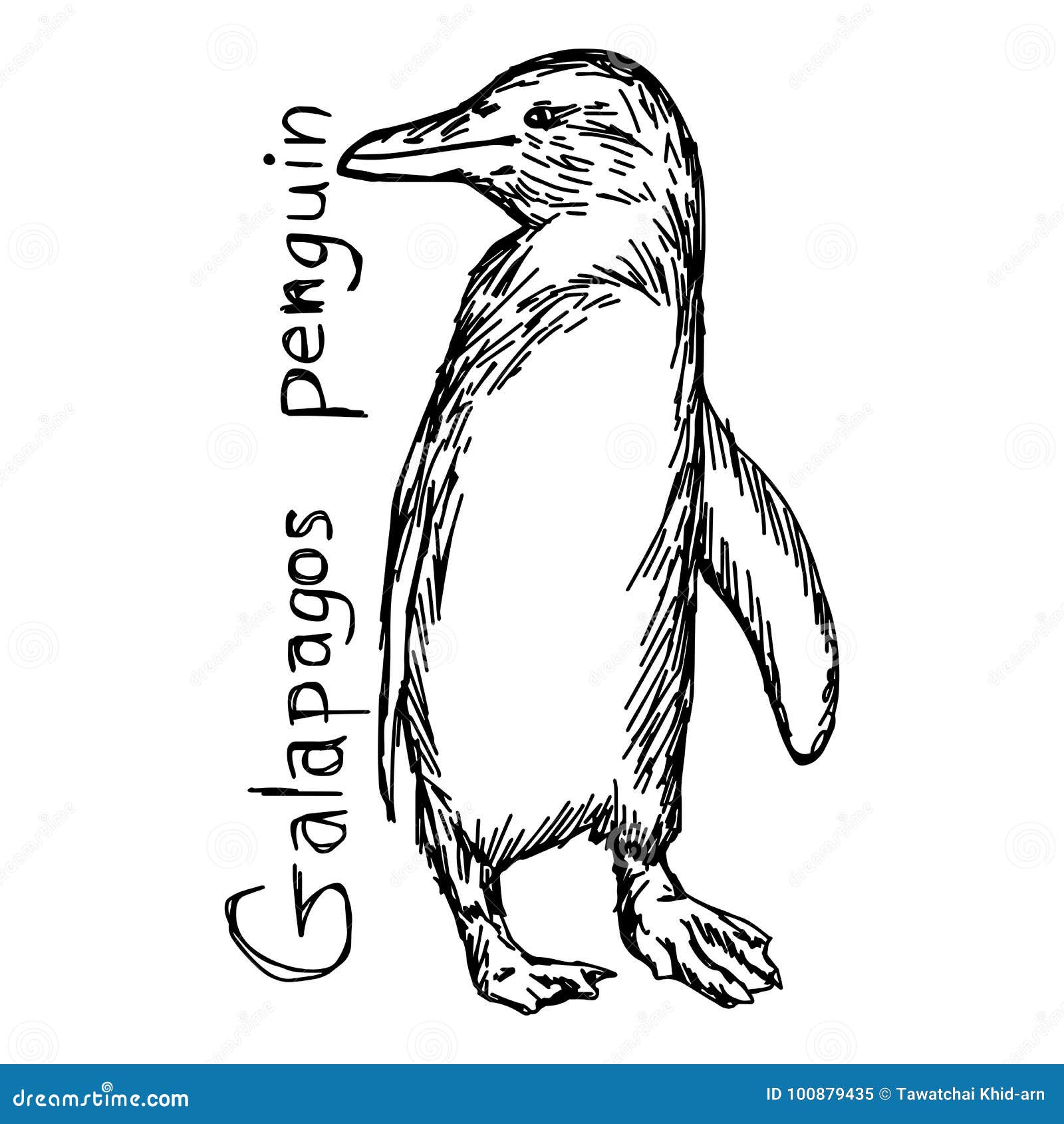 Galapagos Pinguin Vector Die Illustrationsskizzenhand Die Mit B Gezeichnet Wird Vektor Abbildung Illustration Von Vector Galapagos