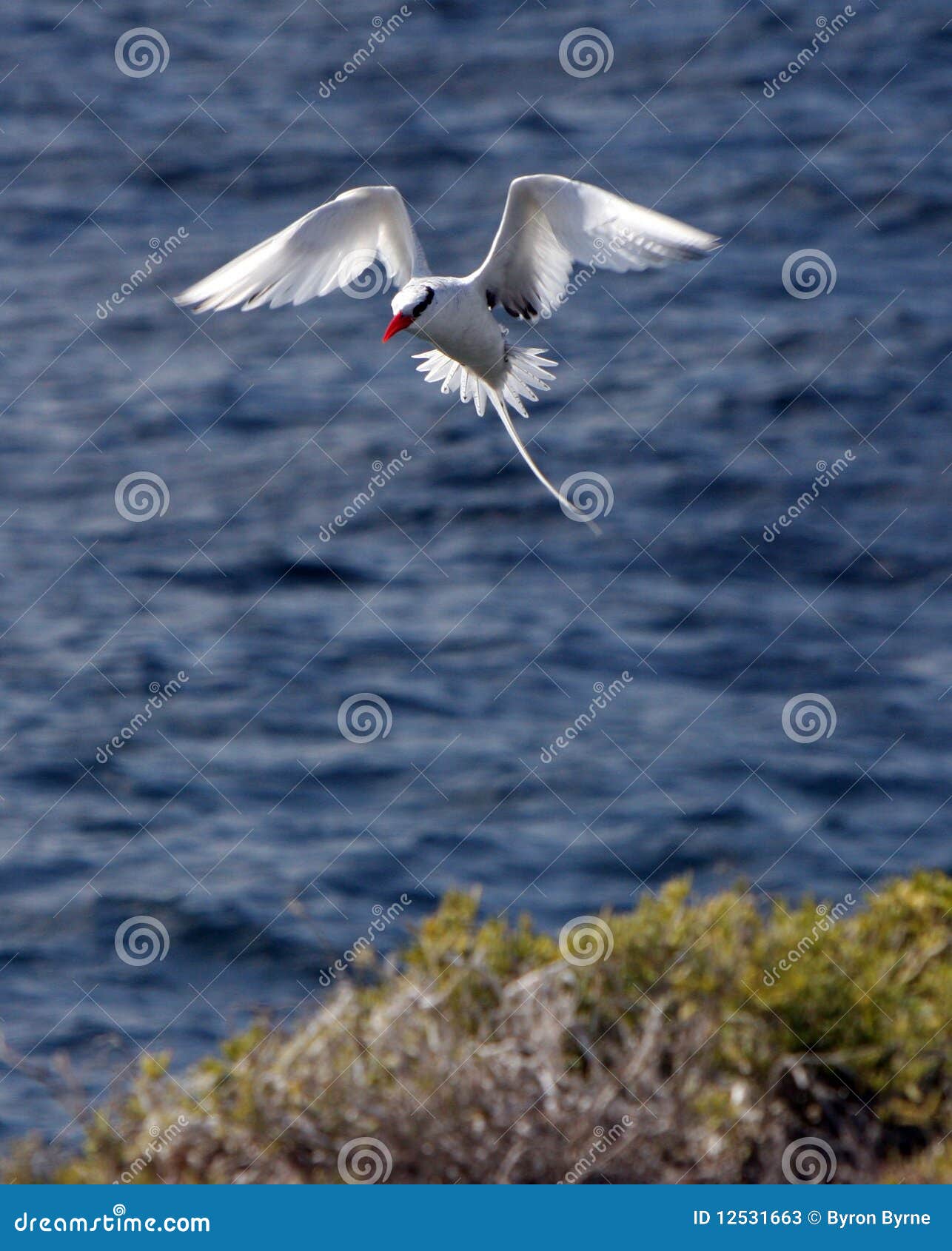galapagos red-billed tropic bird about to land