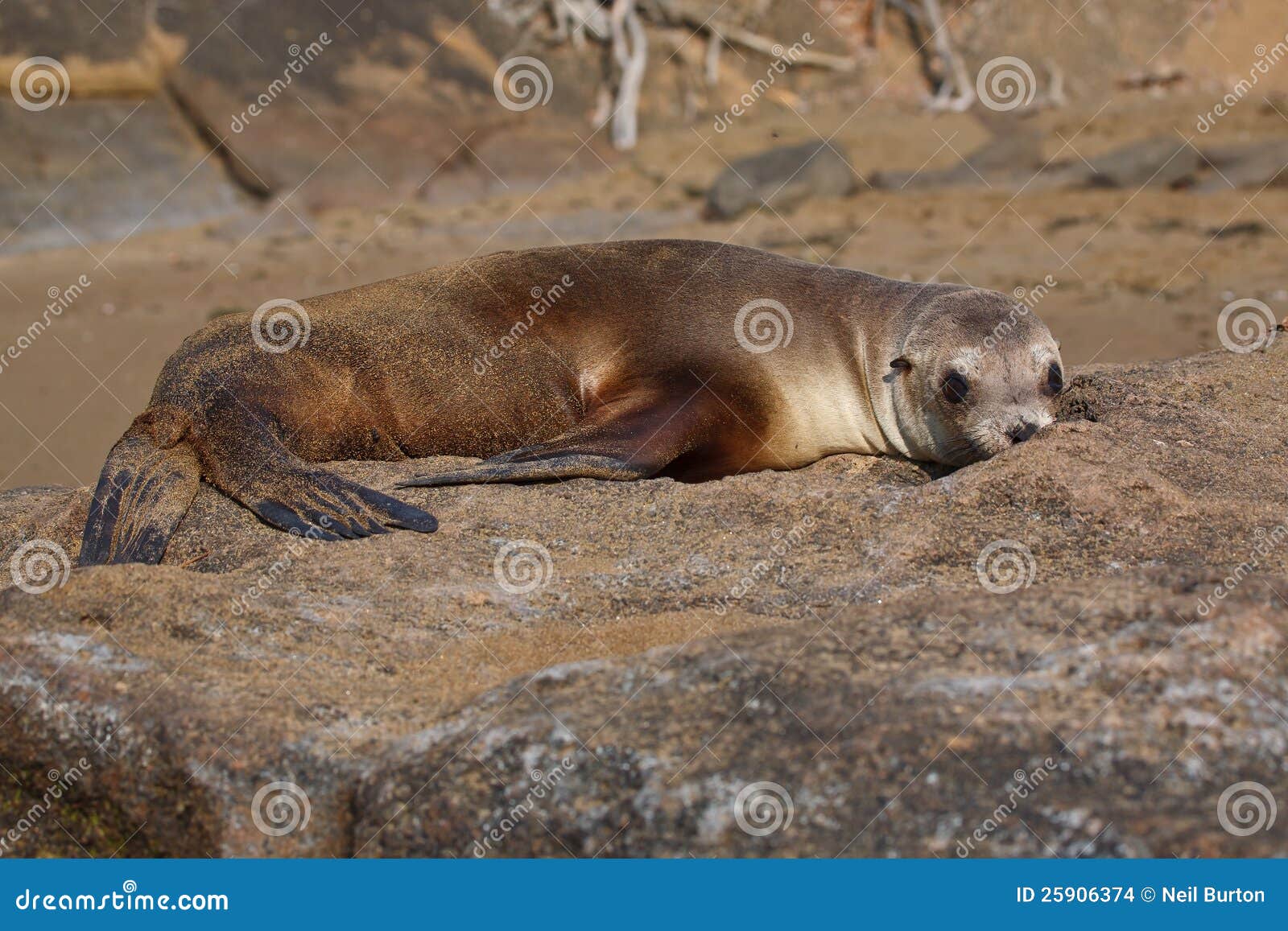 Galapagos sea lion resting on the rocks