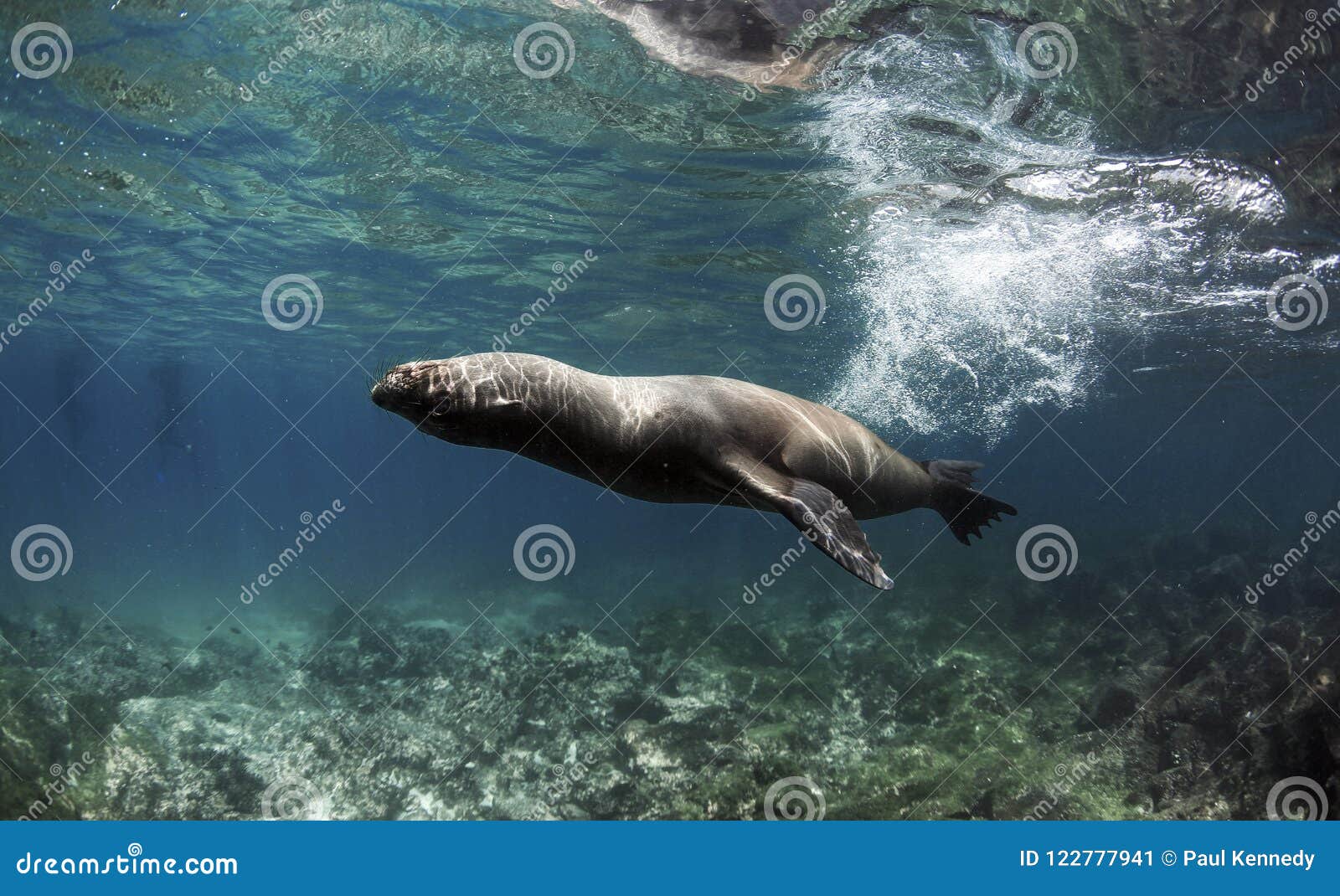 galapagos sea lion zalophus wollebaeki swimming fast underwater