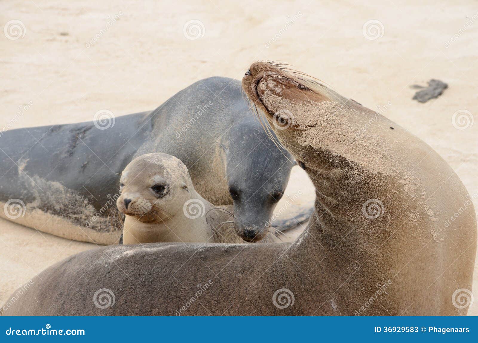 galapagos sea lions (zalophus wollebaeki)