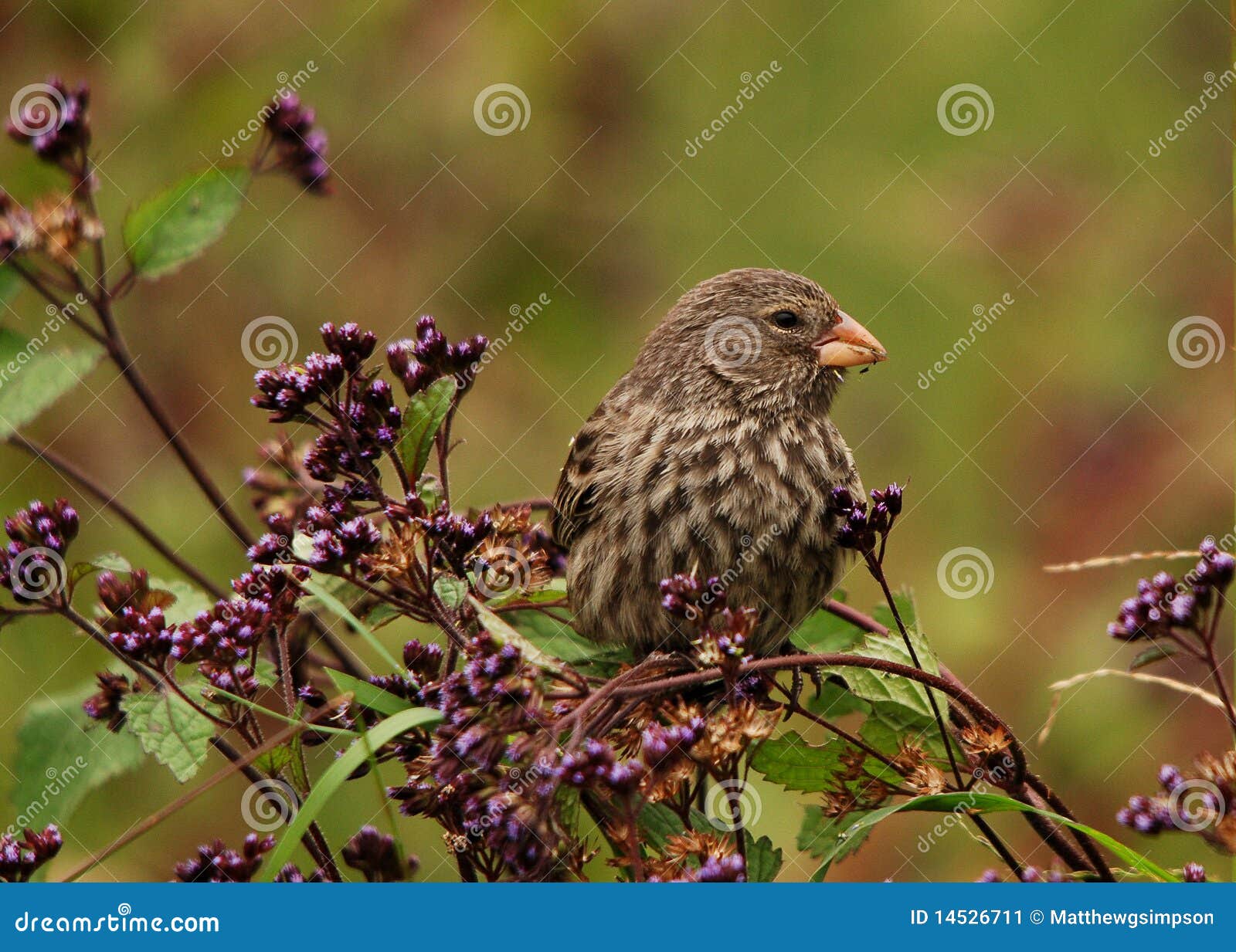 galapagos small ground finch