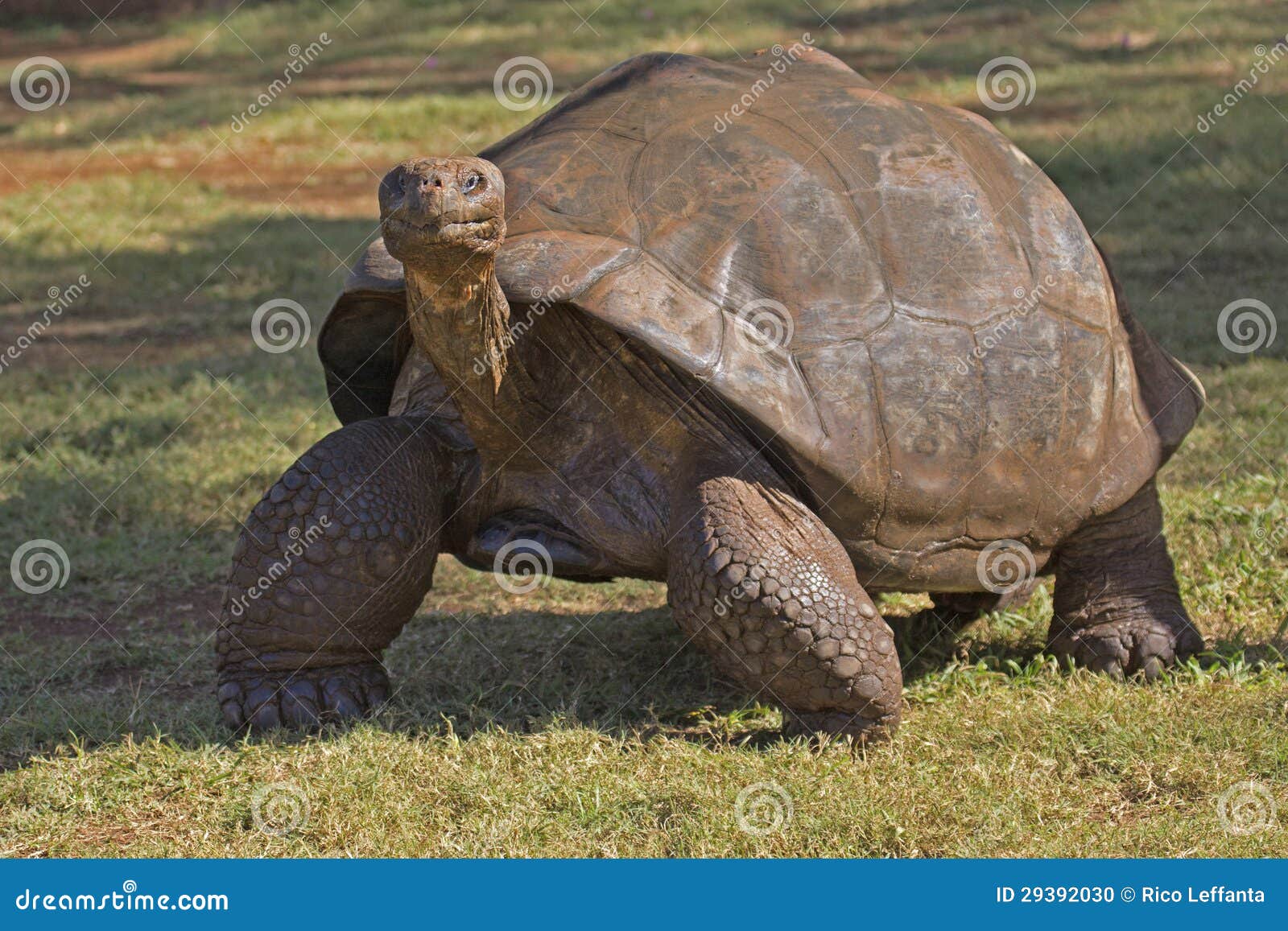 galapagos tortoise