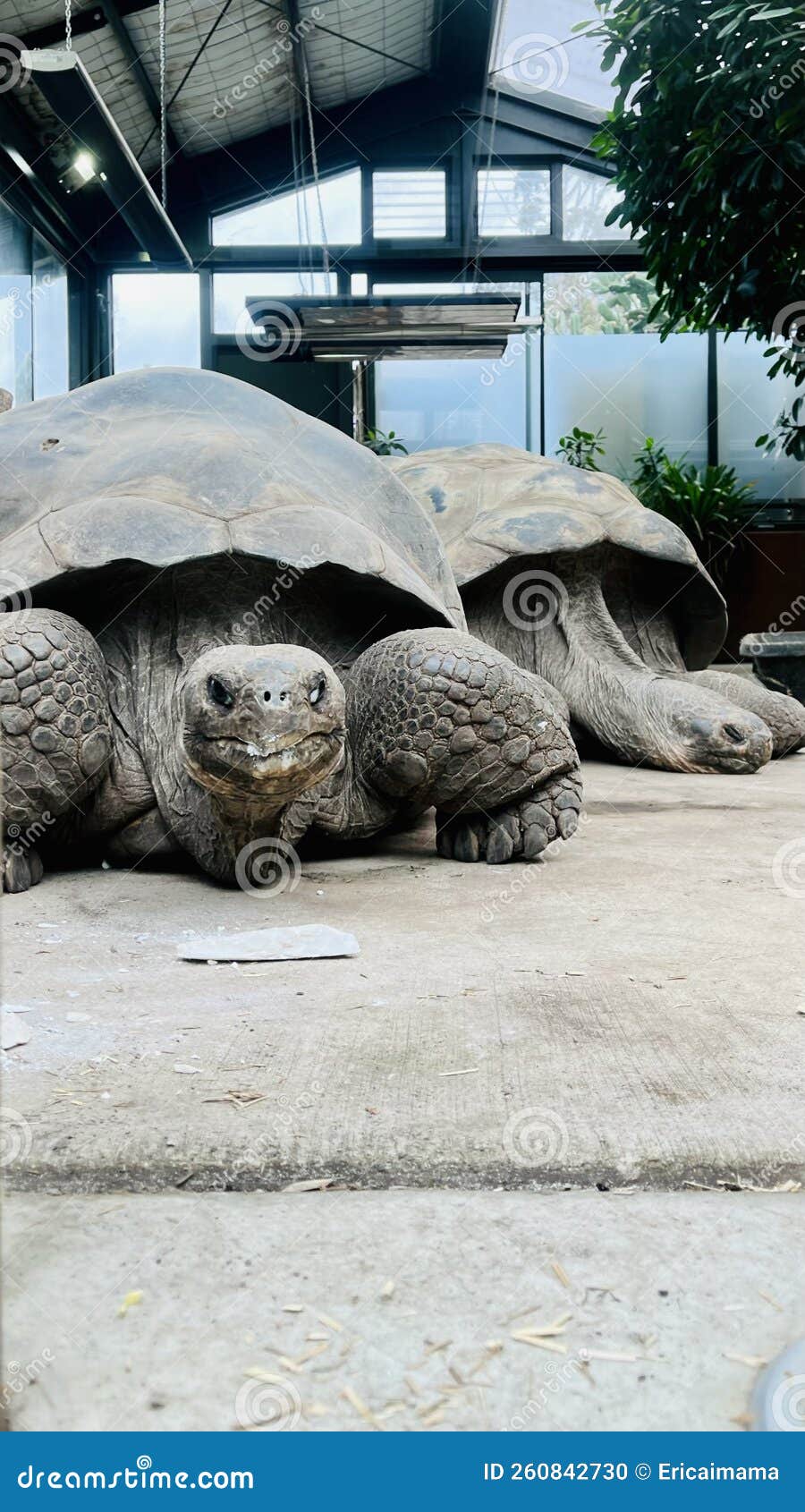 galapagos tortoise ( chelonoidis nigra ) large size and slow moving.