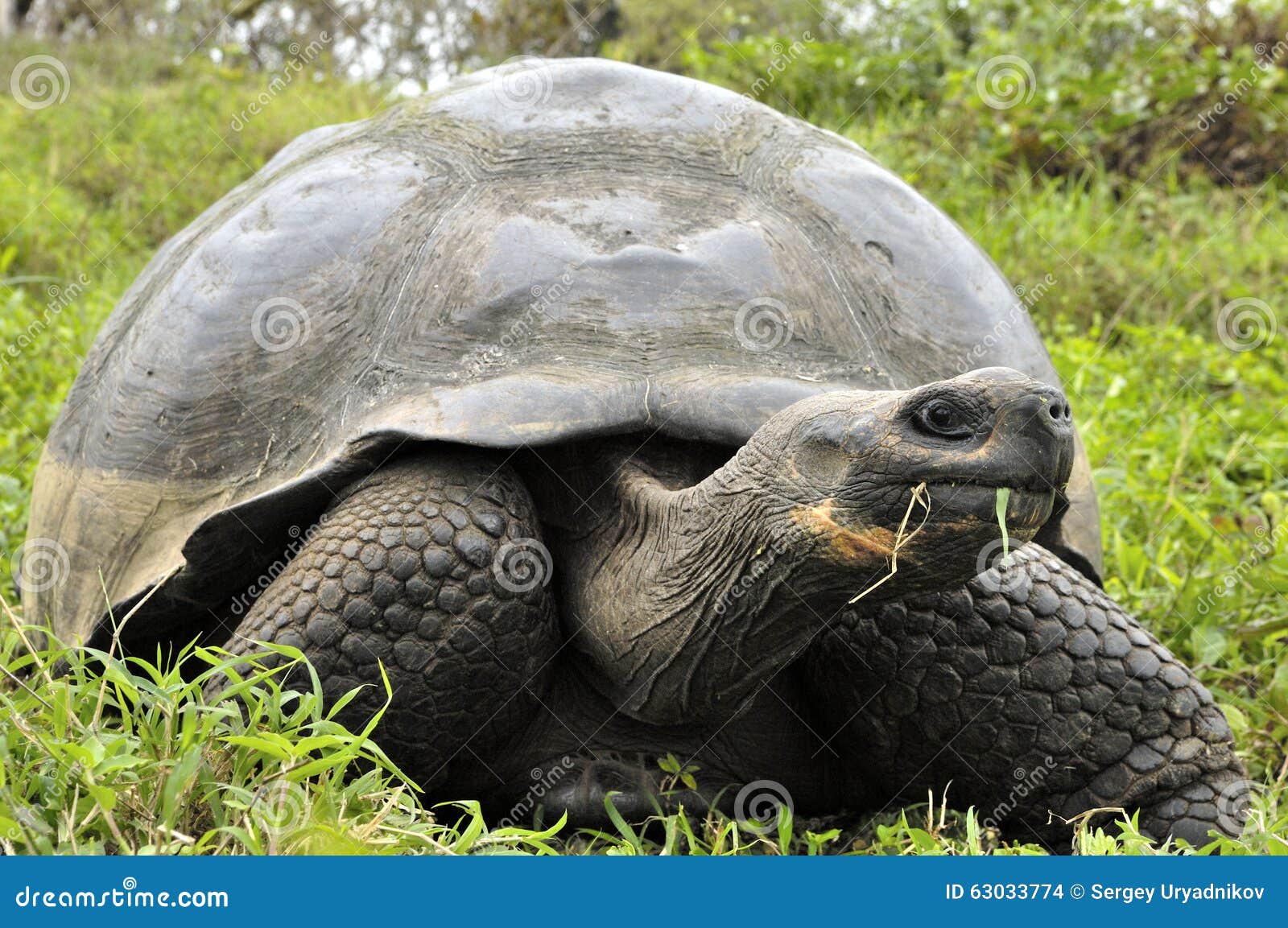 the galapagos tortoise or galapagos giant tortoise (chelonoidis nigra).