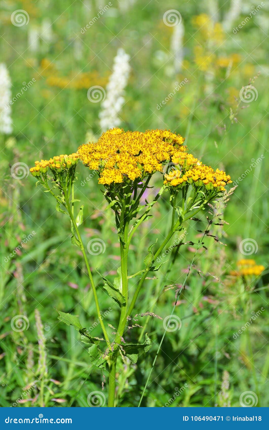 galatella biflora asteraceae family