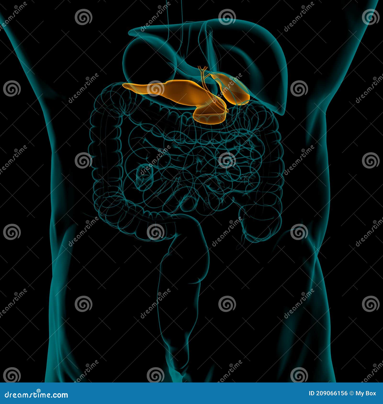 Galblaas Voor Menselijk Spijsverteringsstelsel - Anatomie Voor Medisch ...