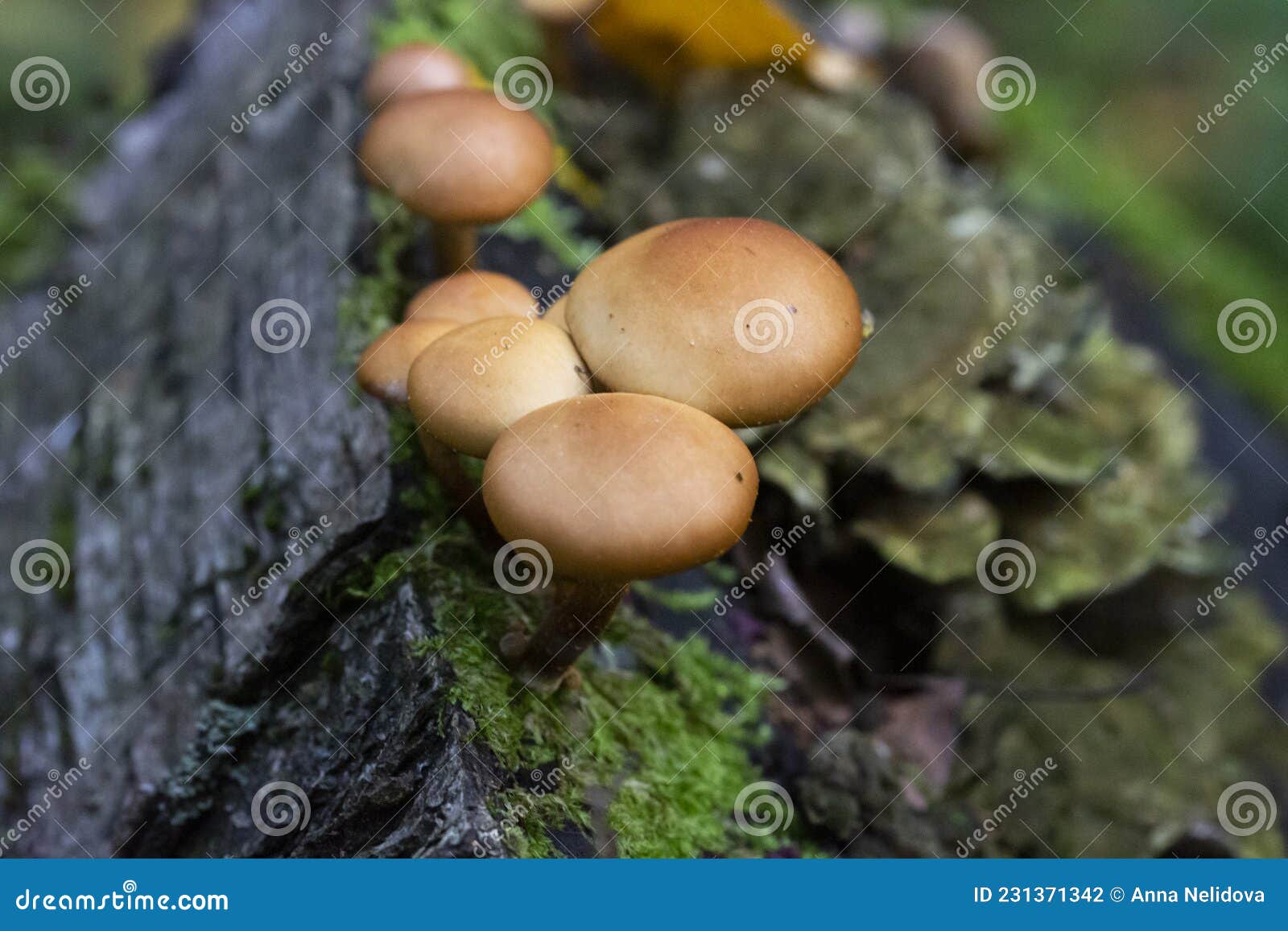 galerina marginata is deadly poisonous mushroom, october