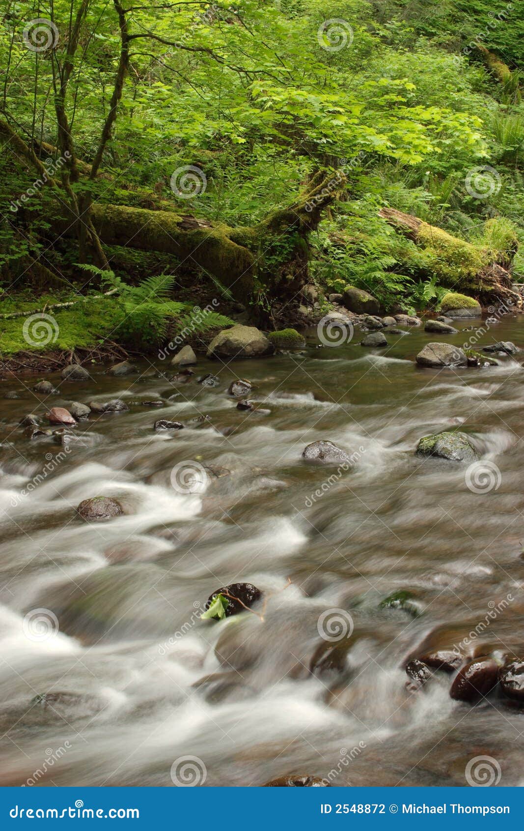 gales creek