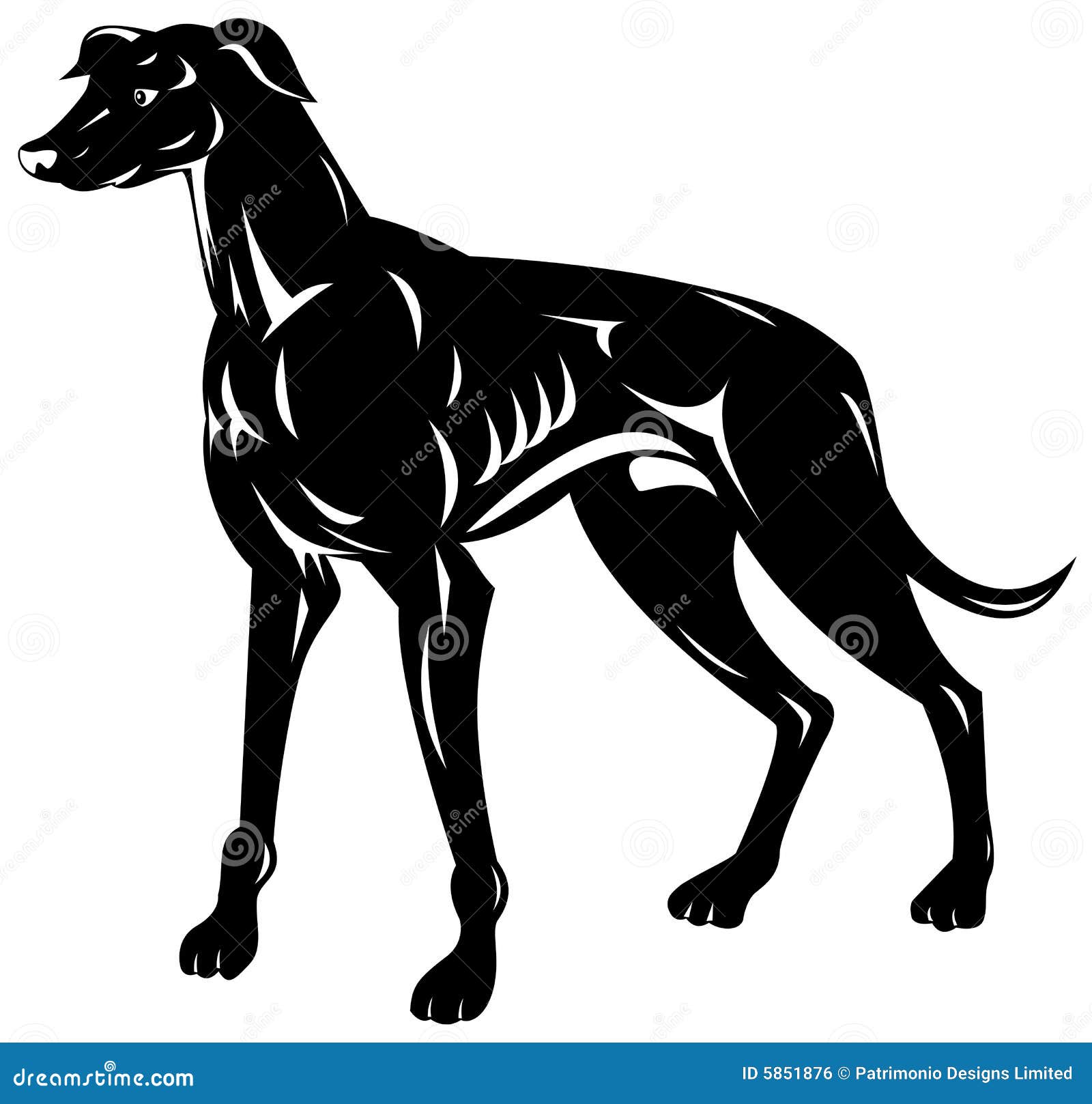 Galgo ilustração stock. Ilustração de animal, competir - 5851876, image size:1600x1617