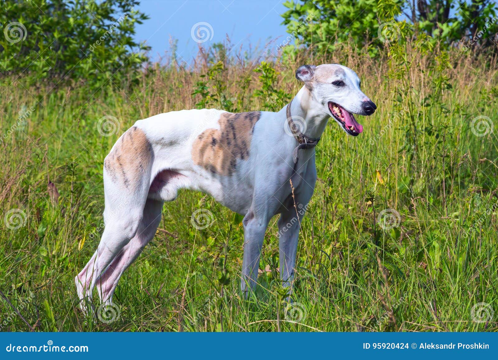 DIFERENÇAS entre GALGO INGLÊS e GALGO ESPANHOL