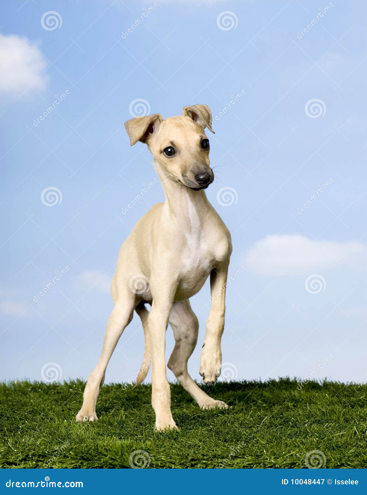 Galgo Italiano (3 meses) imagem de stock. Imagem de afastado - 10048447, image size:1253x1690