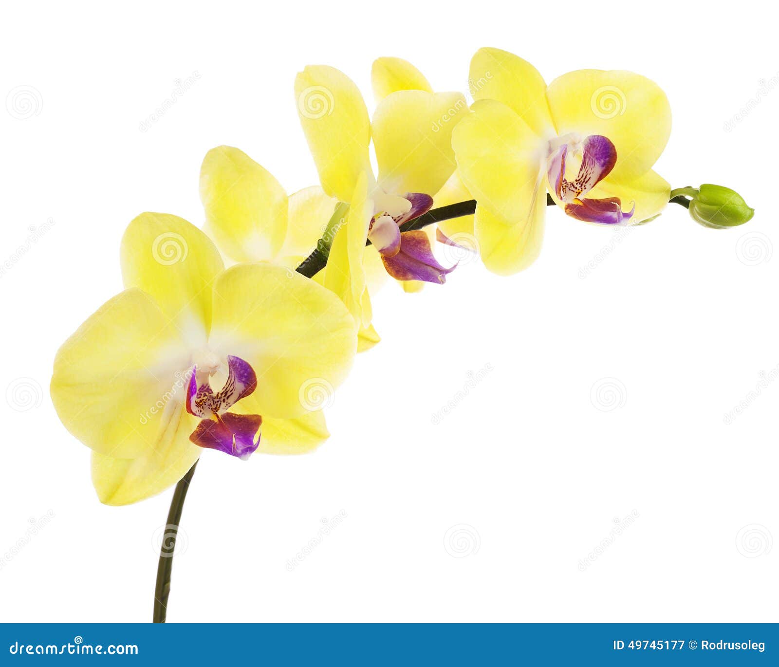 Galho De Florescência Da Orquídea Roxa Amarela Isolada No Backgrou Branco  Imagem de Stock - Imagem de branco, floral: 49745177