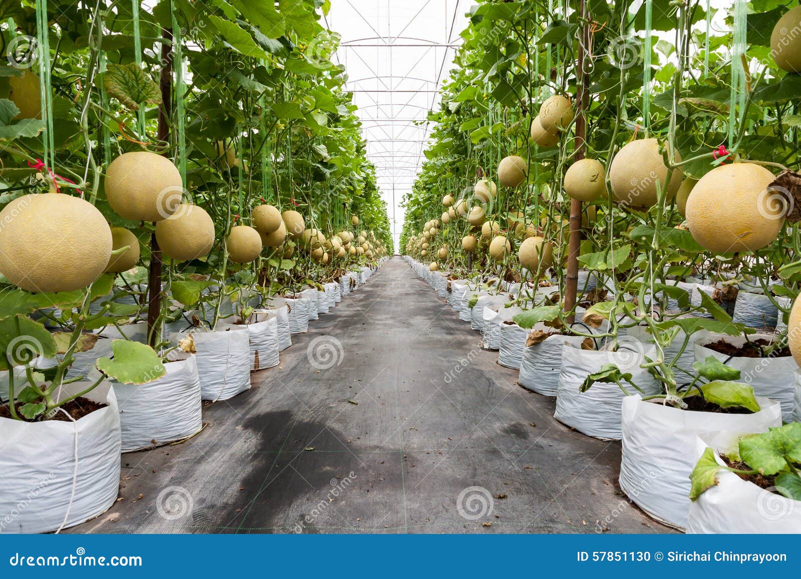 Galia melon arkivfoto. Bild av melon, klammerande, teknologi 57851130