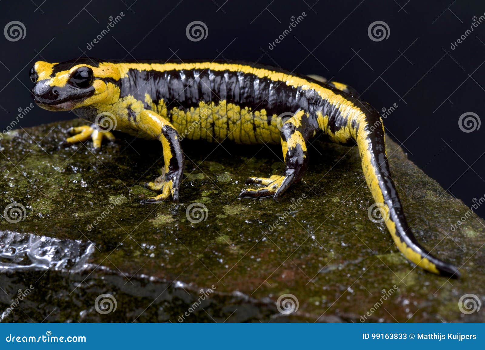 galician fire salamander, salamandra salamandra bernardezi