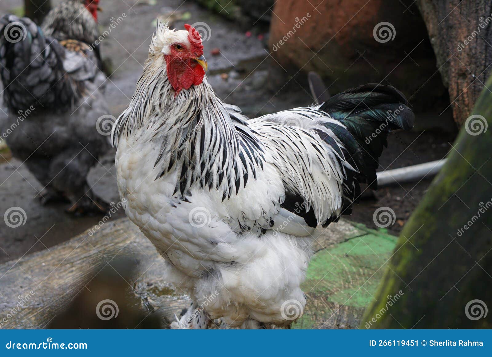 Retrato De Frango Branco Grande Frango Brava Galinha Linda Galinha Brava  Galinha Brava Com Grande Galinha Vermelha Coberto Prado Foto de Stock -  Imagem de torneira, livre: 201427036