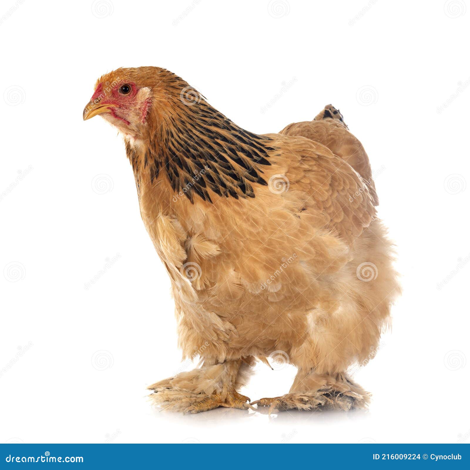 Retrato De Frango Branco Grande Frango Brava Galinha Linda Galinha Brava  Galinha Brava Com Grande Galinha Vermelha Coberto Prado Foto de Stock -  Imagem de pena, orgânico: 206664044