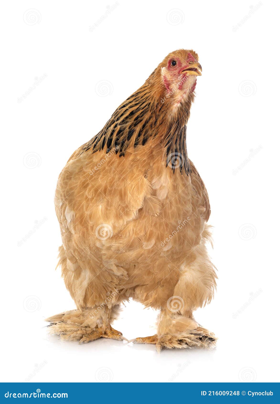 Retrato De Frango Branco Grande Frango Brava Galinha Linda Galinha Brava  Galinha Brava Com Grande Galinha Vermelha Coberto Prado Foto de Stock -  Imagem de torneira, livre: 201427036