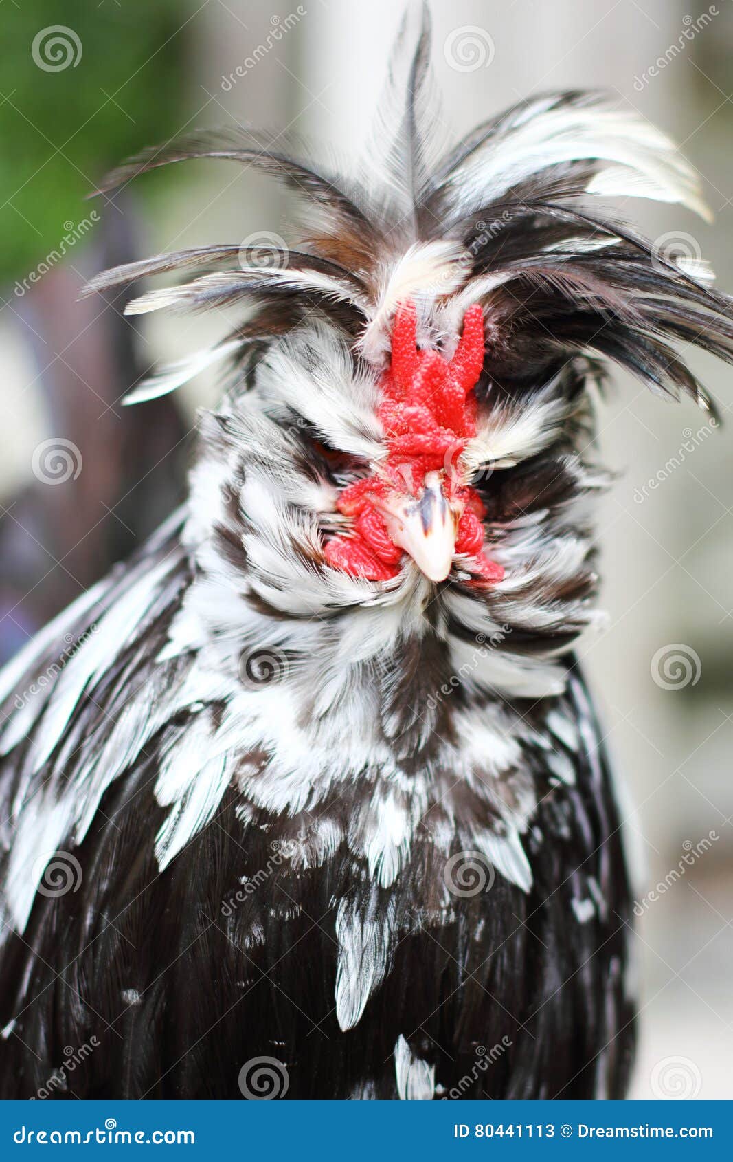 Galinha Com Aspeto Engraçado Imagem de Stock - Imagem de raro, crista:  80441113, image size:1067x1690