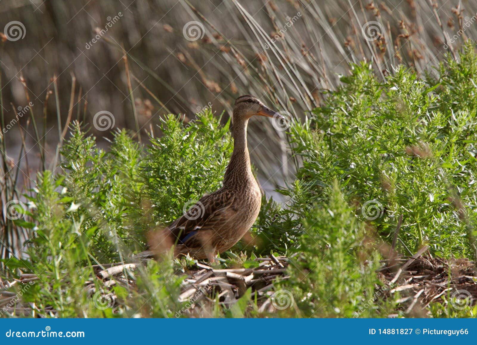 Galinha do norte do pato-colhereiro perto do ninho Canadá