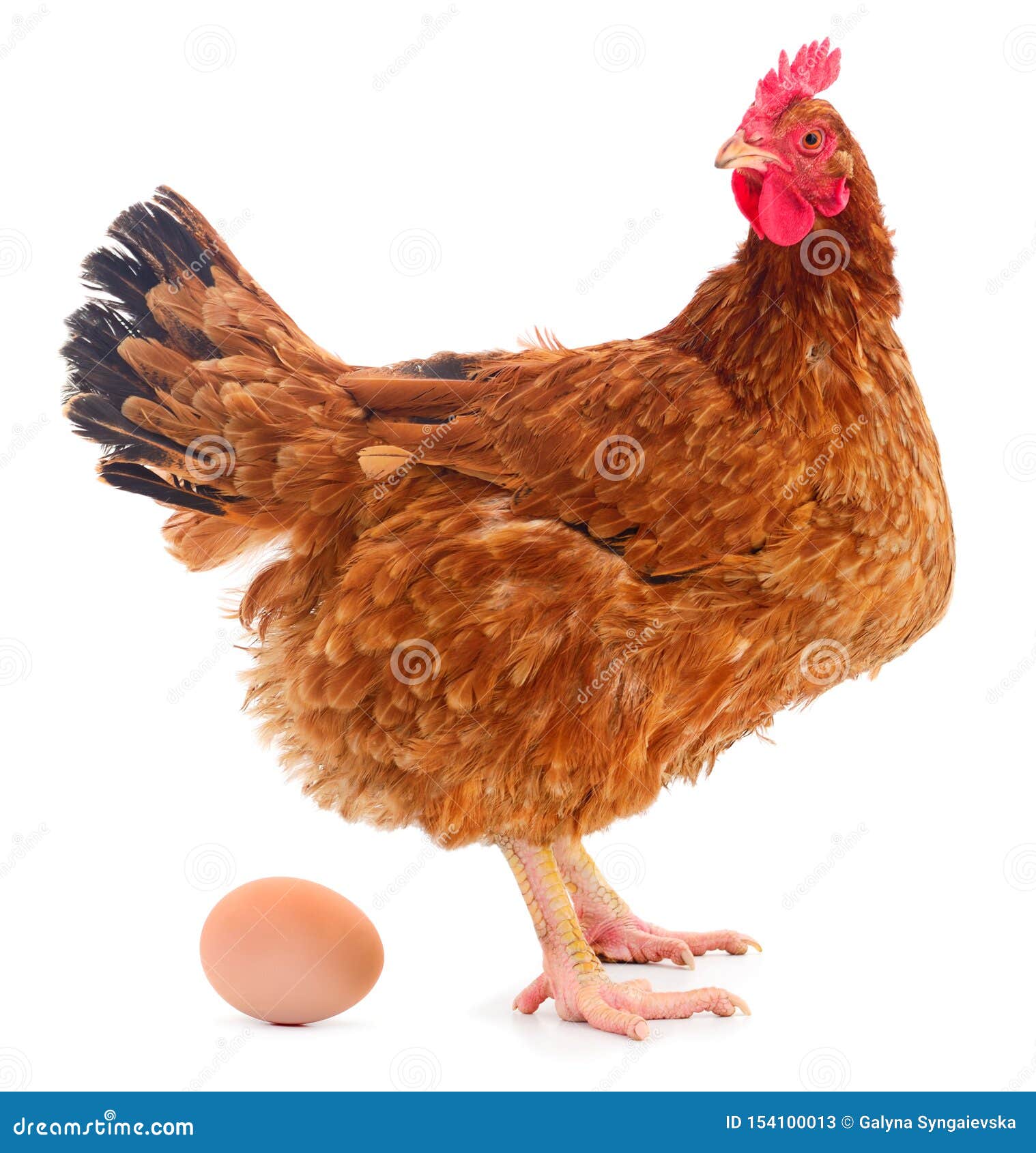 Ovo Amarelo Da Galinha No Fundo Transparente, Png Foto de Stock - Imagem de  galinha, transparente: 136672886
