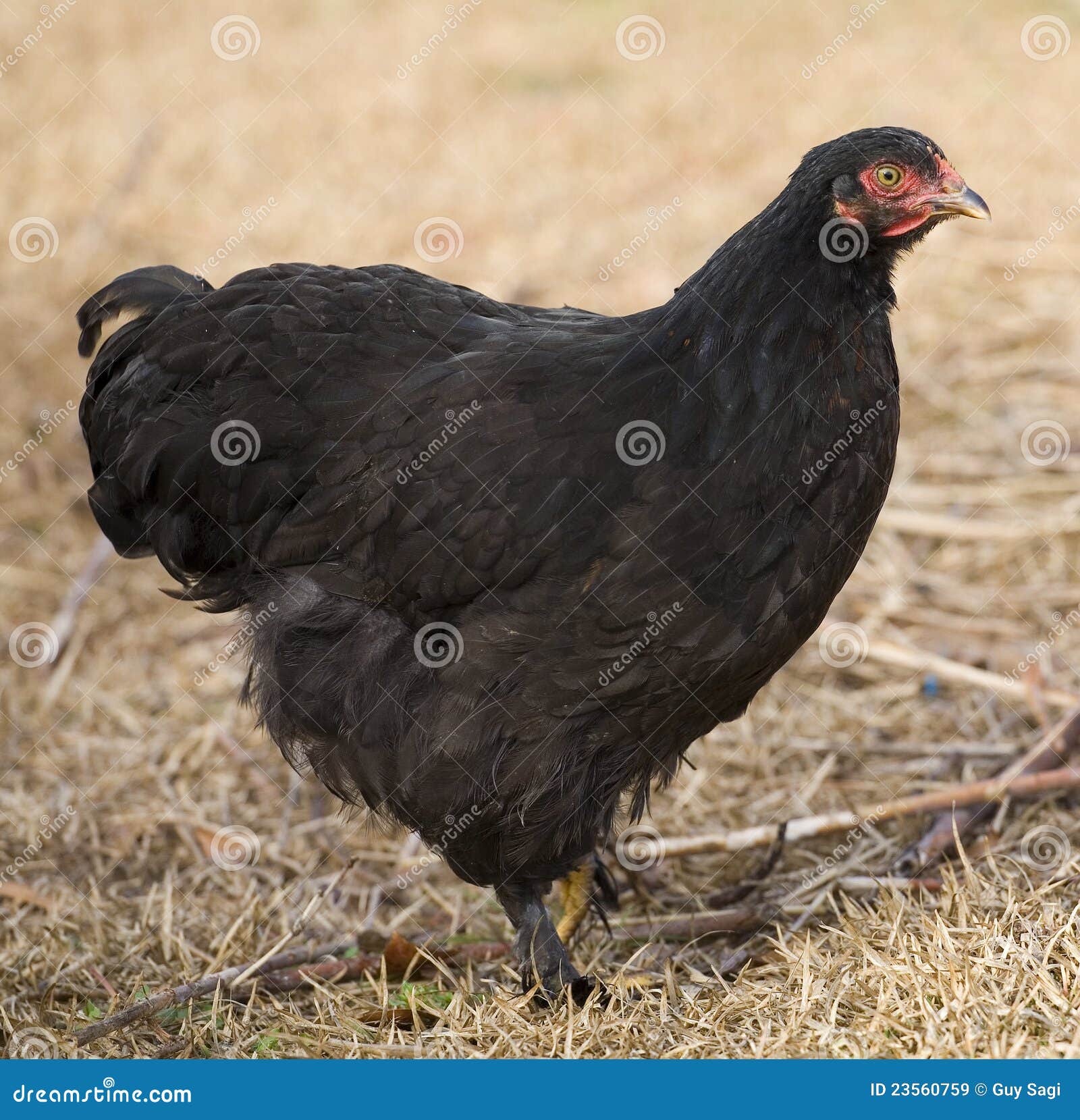 Galinha Preta Imagens de Stock Royalty Free - Imagem: 23560759