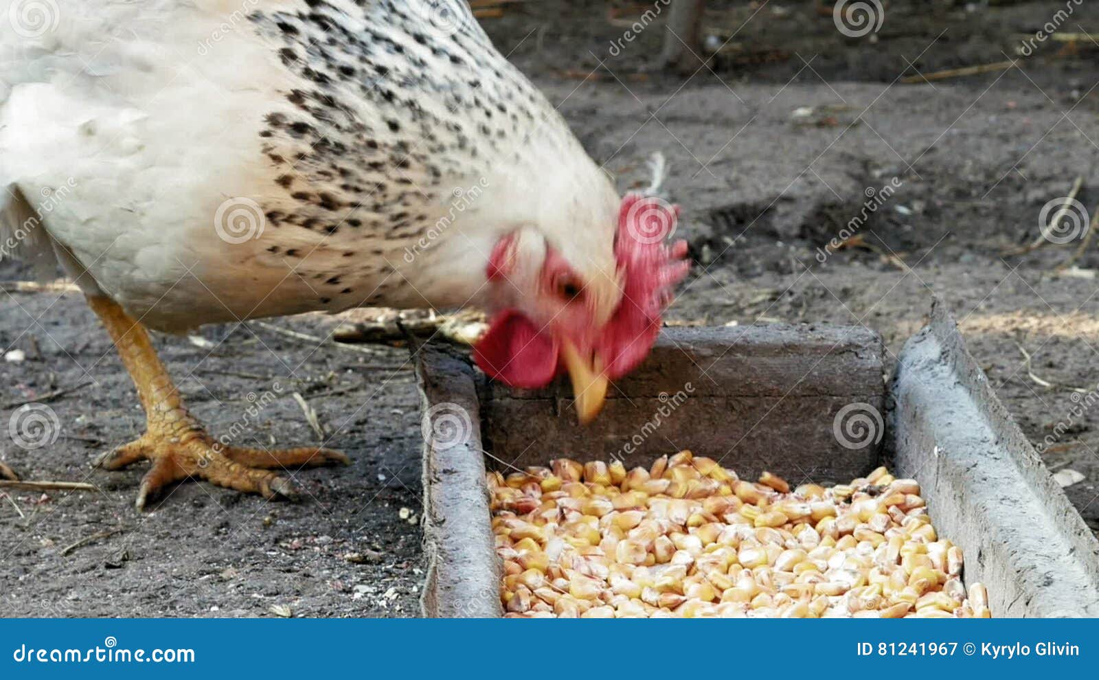 Resultado de imagem para imagens para galinha comendo milho