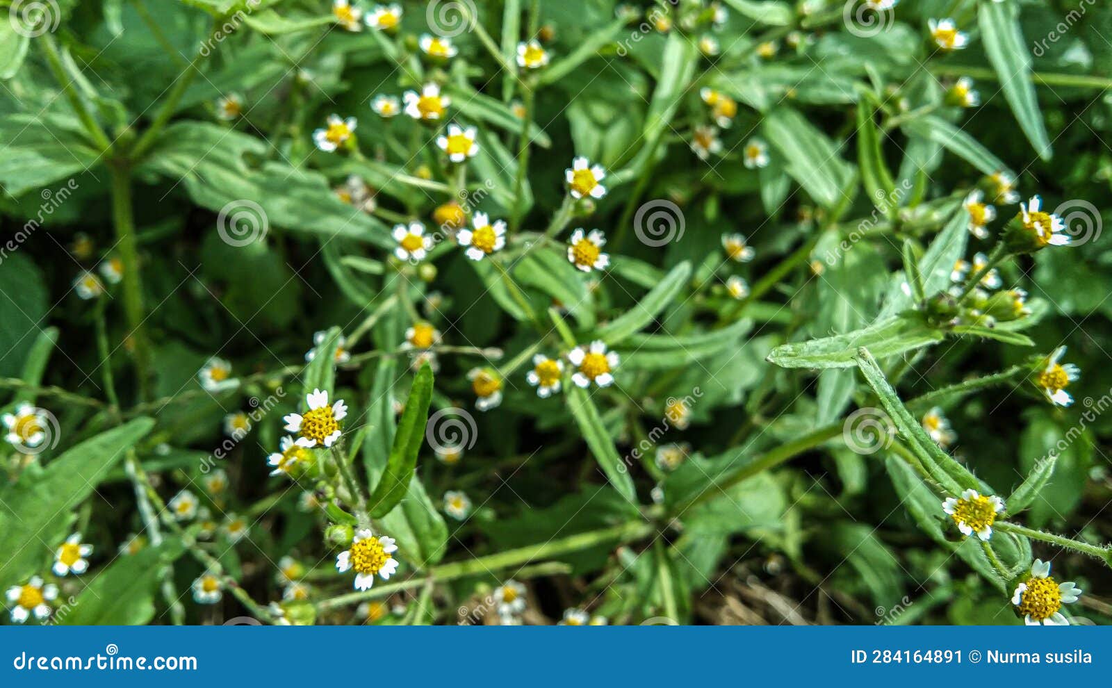 galinsoga quadriradiata is a species of flowering plant in the asteraceae family