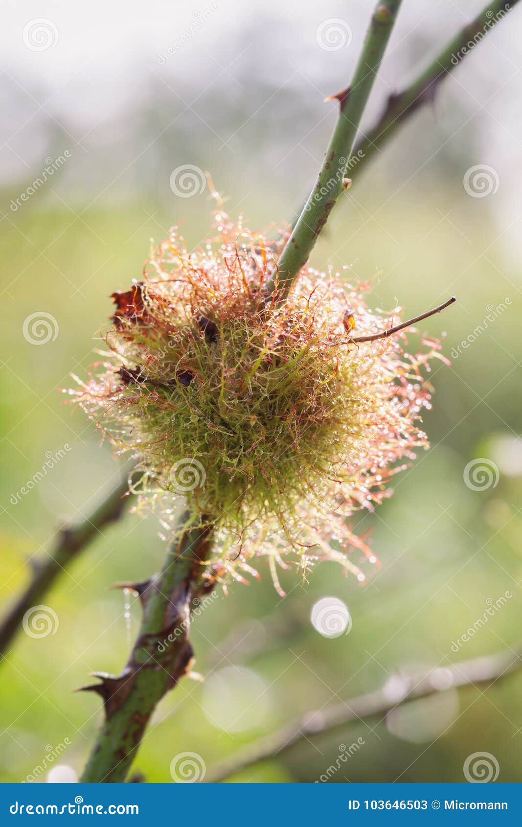 Gall of the Common Roses Gall Wasp Stock Image Image of mossy, twig 103646503