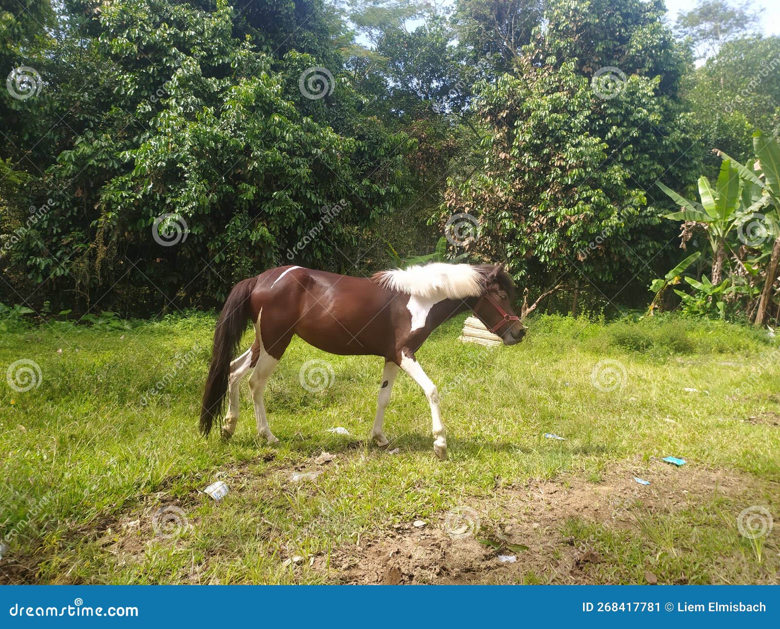 The GALLANT HORSE stock image. Image of mammal, gallant 268417781