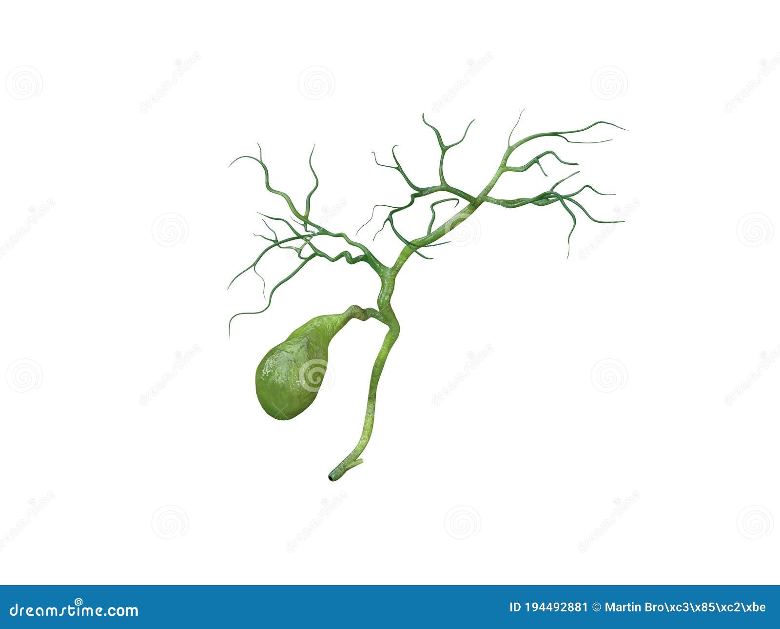 gallbladder anatomy  on white background, human gallbladder connection to the bile ducts, pain, 3d rendering