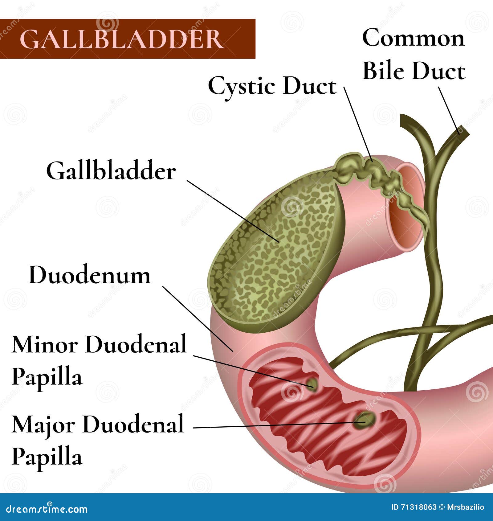 gallbladder. bile duct.