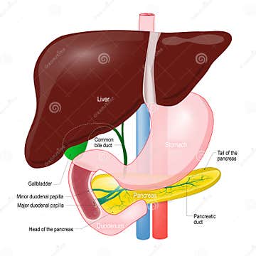 Gallbladder Duct. Anatomy of the Pancreas, Liver, Duodenum and S Stock ...