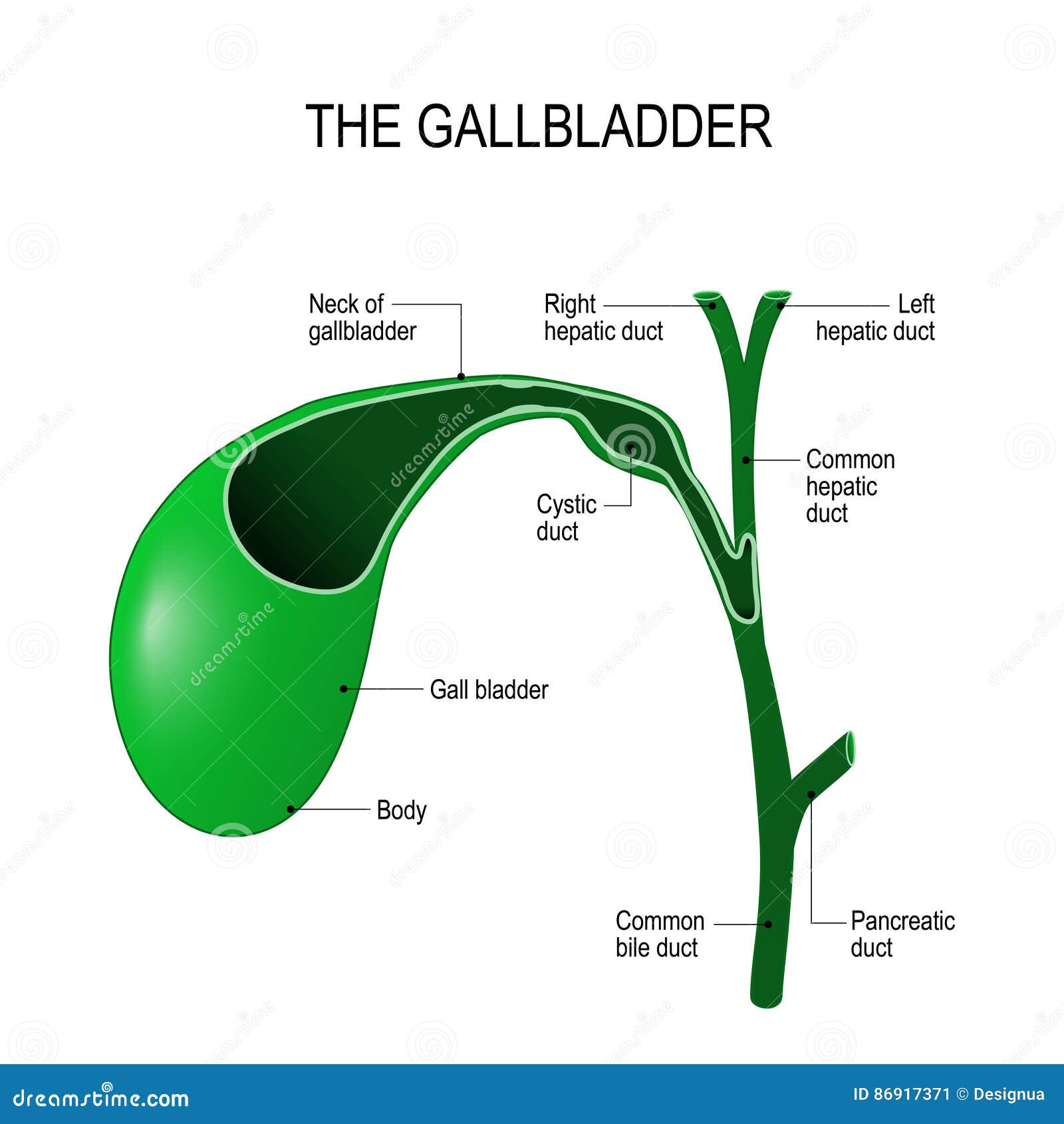 Gallbladder Cartoons, Illustrations & Vector Stock Images - 7296